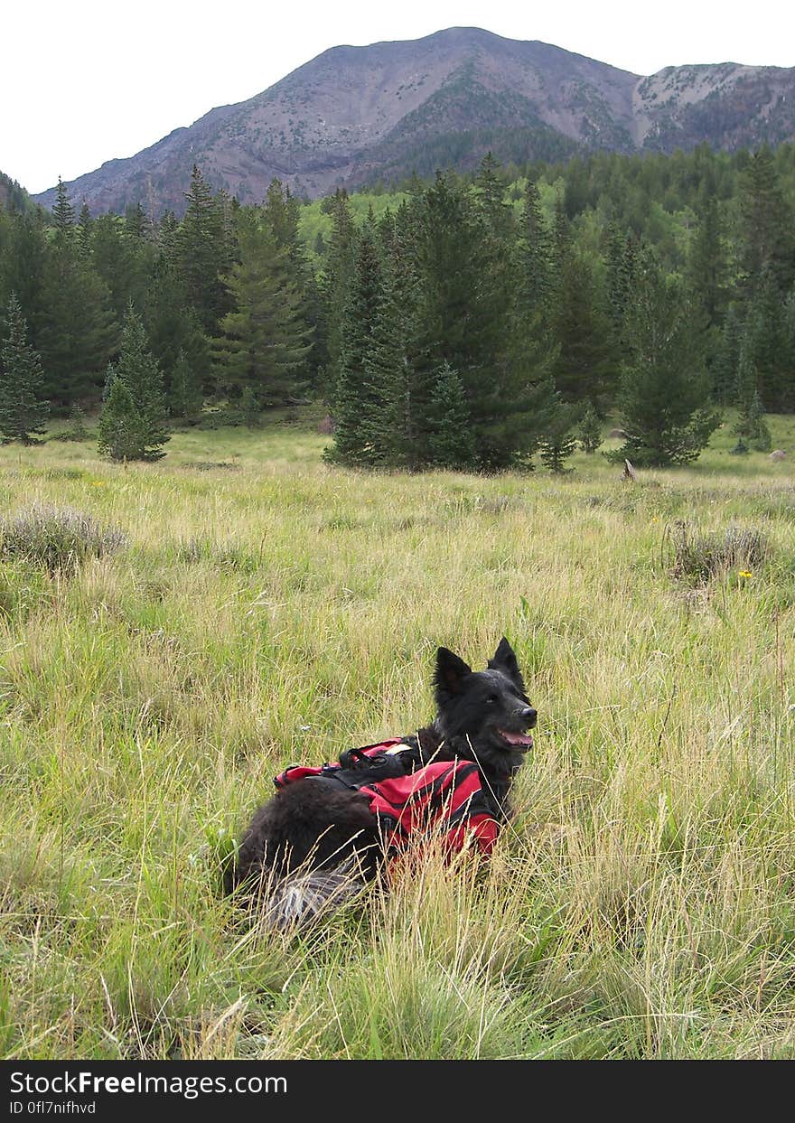 San Francisco Peaks, Inner Basin, Tasha