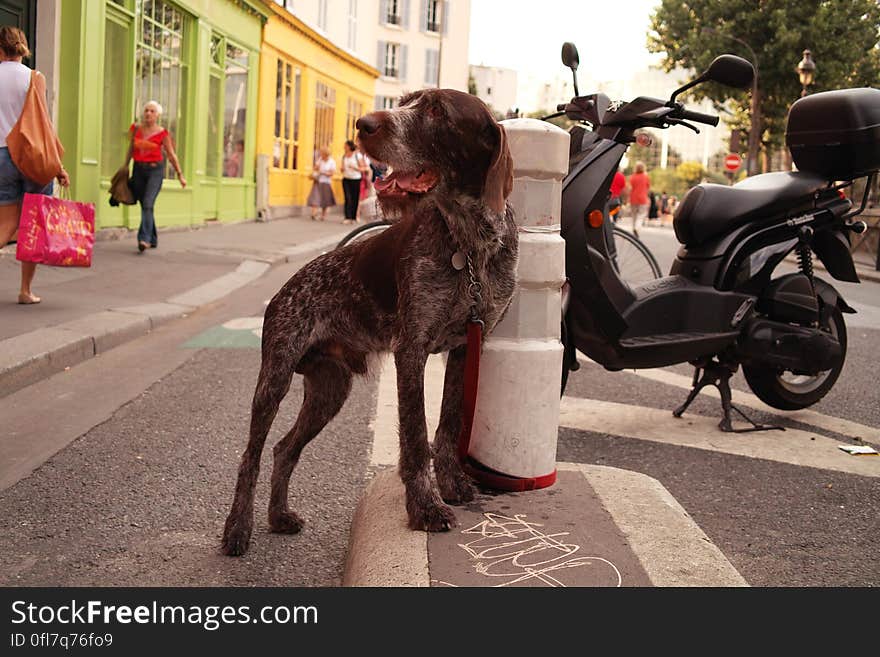 un chien inquiet, son maitre n&#x27;est plus la