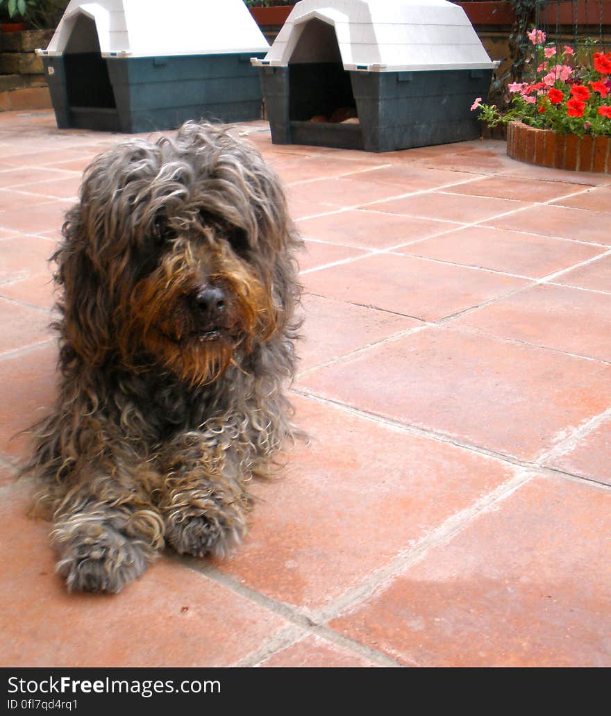 Ritta&#x27;s older sister. I don&#x27;t walk her because she is very old and has enough room in the garden. i just feed her and give her lots of ear scratches ;&#x29;. Ritta&#x27;s older sister. I don&#x27;t walk her because she is very old and has enough room in the garden. i just feed her and give her lots of ear scratches ;&#x29;