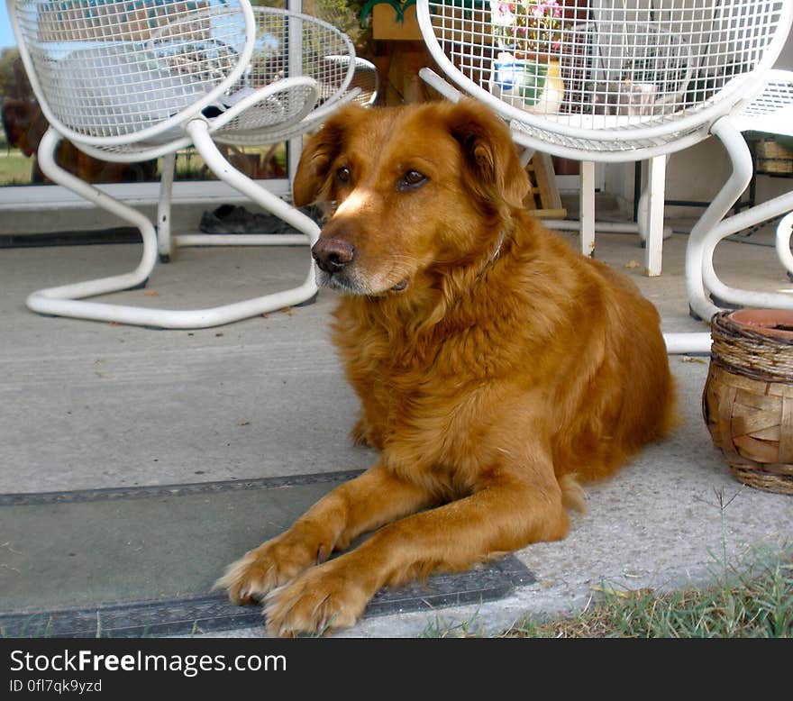 or just Pata, for short. One of the ranch owner&#x27;s dogs. She is a sweetheart, and will come running to you with a stick as soon as she sees you. or just Pata, for short. One of the ranch owner&#x27;s dogs. She is a sweetheart, and will come running to you with a stick as soon as she sees you.