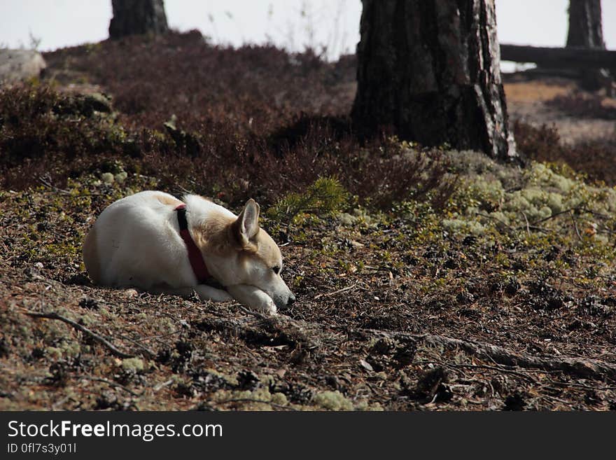 Let sleeping dogs lie