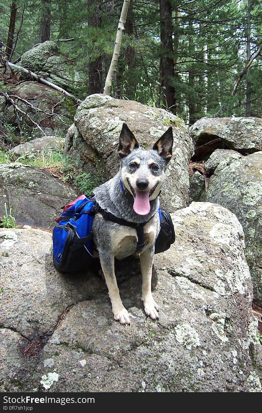 Nikita on the Inner Basin Trail.