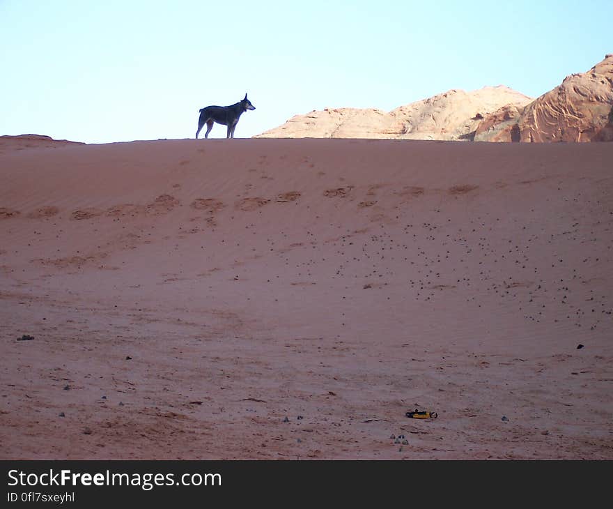 Nikita watches camp from a highpoint on a sand dune, Lake Powell.