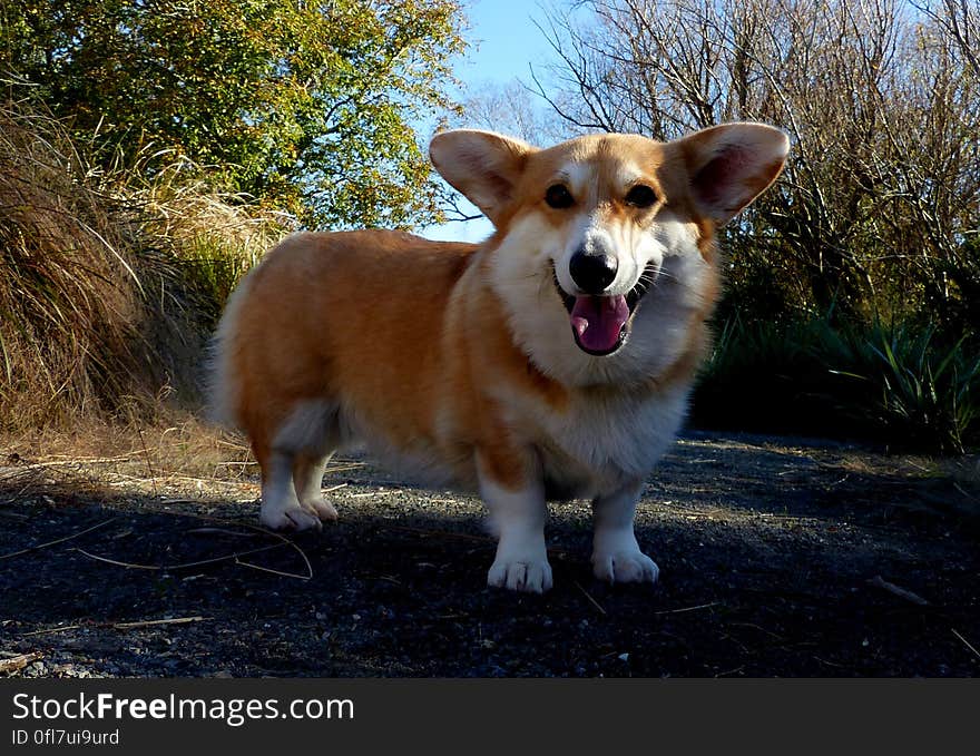 The Pembroke Welsh Corgi is a herding dog breed, which originated in Pembrokeshire, Wales. It is one of two breeds known as Welsh Corgi: the other is the Cardigan Welsh Corgi. The Pembroke Welsh Corgi is the younger of the two Corgi breeds and is a separate and distinct breed from the Cardigan.[1] The corgi is one of the smallest dogs in the Herding Group. Pembroke Welsh Corgis are famed for being the preferred breed of Queen Elizabeth II, who has owned more than 30 during her reign. These dogs have been favoured by British royalty for more than seventy years. The Pembroke Welsh Corgi is a herding dog breed, which originated in Pembrokeshire, Wales. It is one of two breeds known as Welsh Corgi: the other is the Cardigan Welsh Corgi. The Pembroke Welsh Corgi is the younger of the two Corgi breeds and is a separate and distinct breed from the Cardigan.[1] The corgi is one of the smallest dogs in the Herding Group. Pembroke Welsh Corgis are famed for being the preferred breed of Queen Elizabeth II, who has owned more than 30 during her reign. These dogs have been favoured by British royalty for more than seventy years.