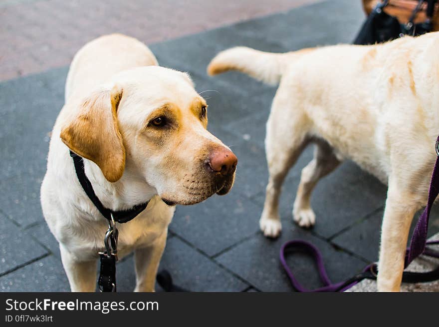 Labrador