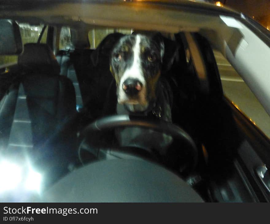 Dog, Vehicle, Motor vehicle, Automotive lighting, Automotive design, Dog breed