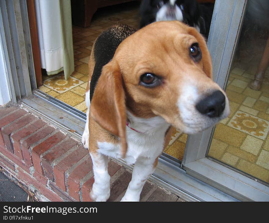 Marlene is a 1.5 yr old beagle that my parents adopted. She has velvet ears, a sweet disposition and a super quiet bark. Harry the Japanese Chin is in the background.