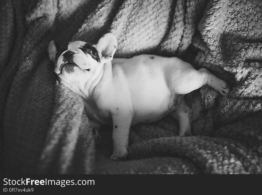 French bulldog sleeping