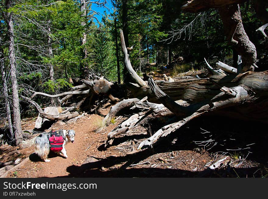 Autumn hike of the Bear Jaw, Waterline, and Abineau Trails Loop on the northern side of Flagstaff&#x27;s San Francisco Peaks. Autumn hike of the Bear Jaw, Waterline, and Abineau Trails Loop on the northern side of Flagstaff&#x27;s San Francisco Peaks.