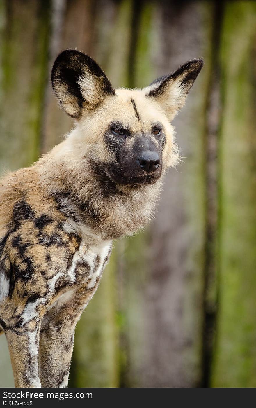 African wild dog