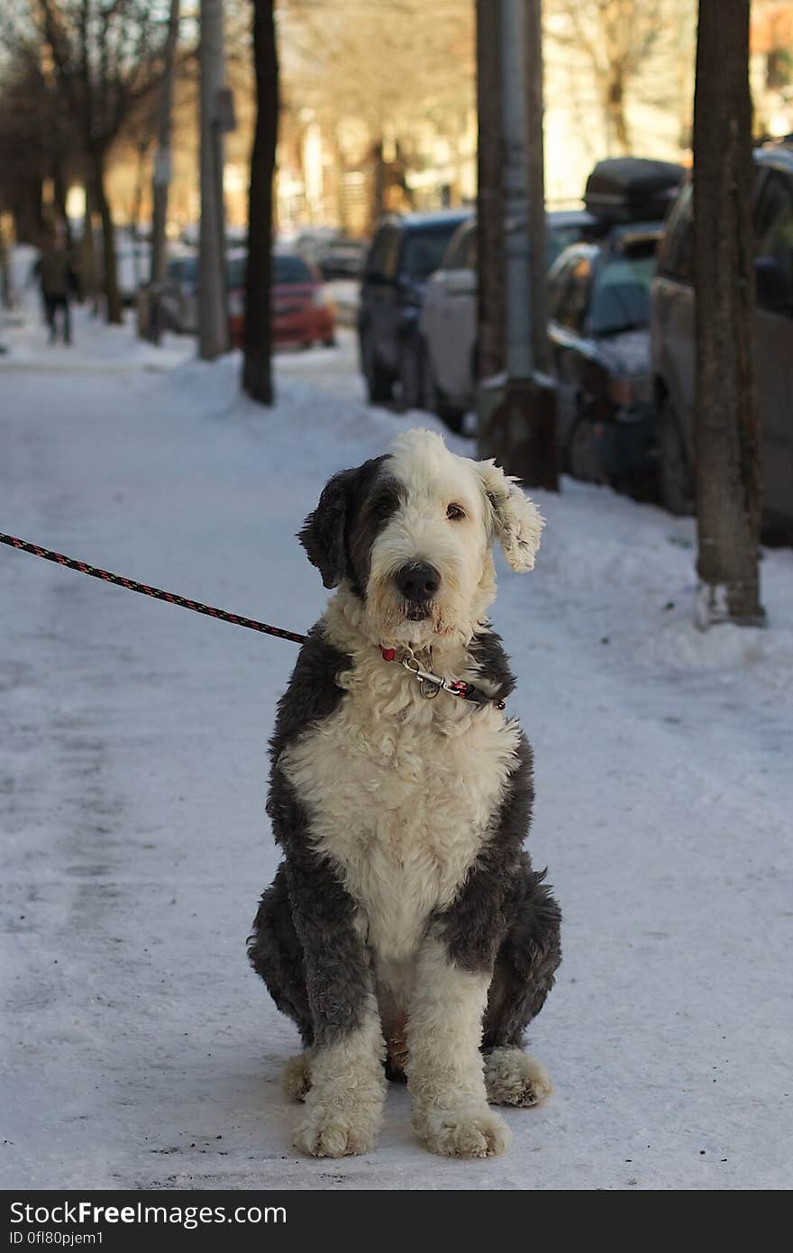 Just waiting while the Human is in the dépanneur. Just waiting while the Human is in the dépanneur.