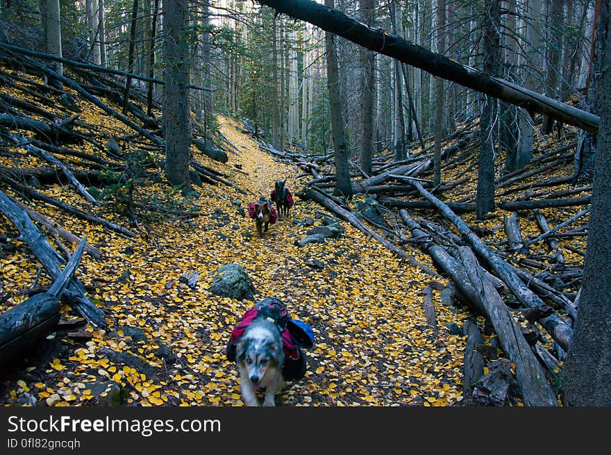 Autumn hike of the Bear Jaw, Waterline, and Abineau Trails Loop on the northern side of Flagstaff&#x27;s San Francisco Peaks. Autumn hike of the Bear Jaw, Waterline, and Abineau Trails Loop on the northern side of Flagstaff&#x27;s San Francisco Peaks.