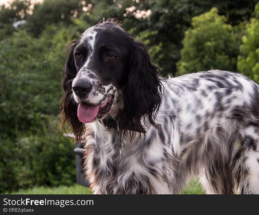 This beautiful dog belongs to one of the great volunteers at Brasstown Bald. This beautiful dog belongs to one of the great volunteers at Brasstown Bald.