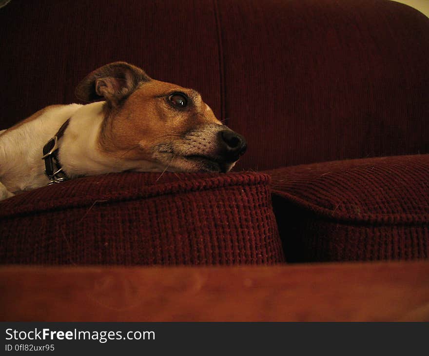 His owner is out of town for the weekend. He likes to stay right by my side, occasionally taking a moment to bark at a cat or demand a game of fetch. He&#x27;s all personality. His owner is out of town for the weekend. He likes to stay right by my side, occasionally taking a moment to bark at a cat or demand a game of fetch. He&#x27;s all personality.