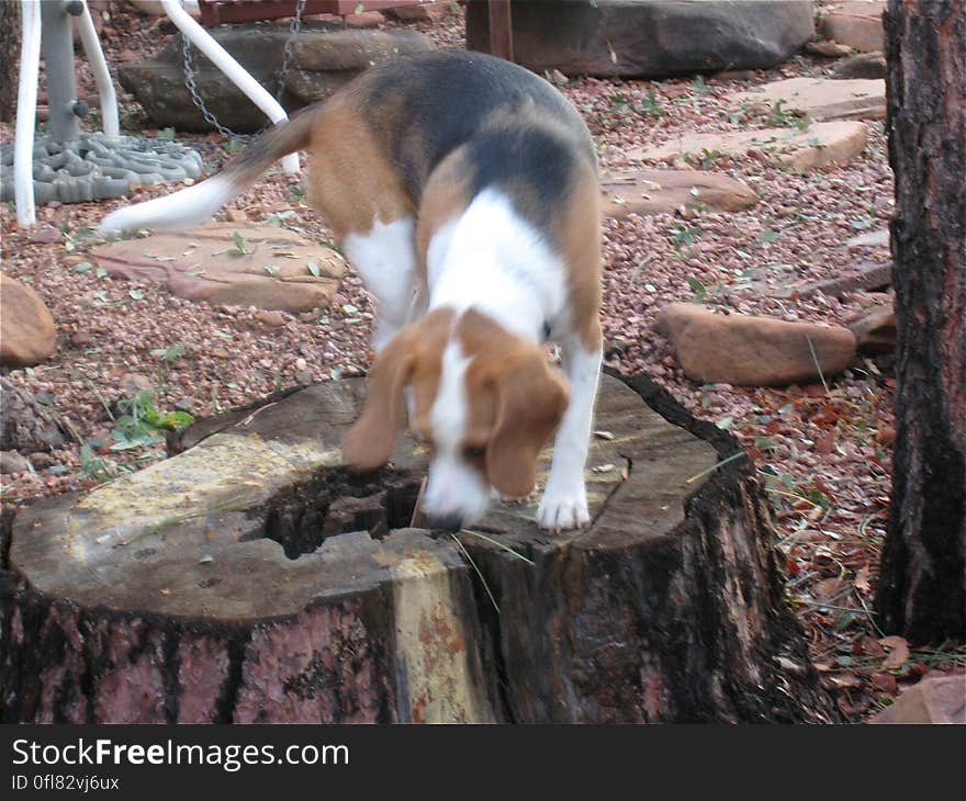 Dog Blur on Stump