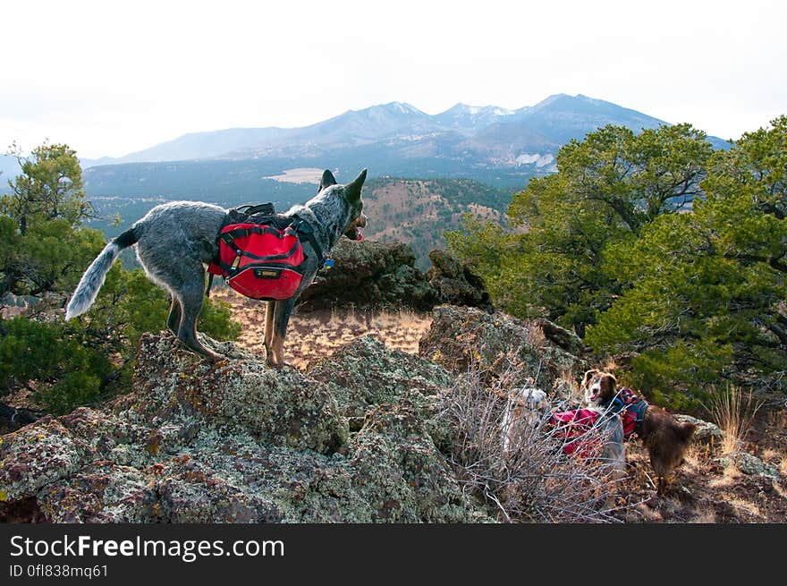 We hiked up the valley on the south side of Robinson Crater, then followed the southern edge of the rim out to a beautiful view of the Peaks. We hiked up the valley on the south side of Robinson Crater, then followed the southern edge of the rim out to a beautiful view of the Peaks.