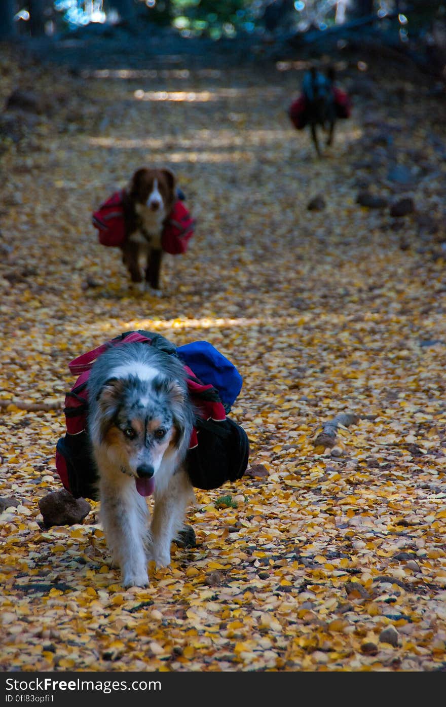 Autumn hike of the Bear Jaw, Waterline, and Abineau Trails Loop on the northern side of Flagstaff&#x27;s San Francisco Peaks. Autumn hike of the Bear Jaw, Waterline, and Abineau Trails Loop on the northern side of Flagstaff&#x27;s San Francisco Peaks.