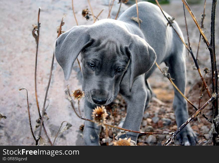 Kasha is our &#x22;grand-dog&#x22; a great dane puppy our daughter just got. Kasha is our &#x22;grand-dog&#x22; a great dane puppy our daughter just got.