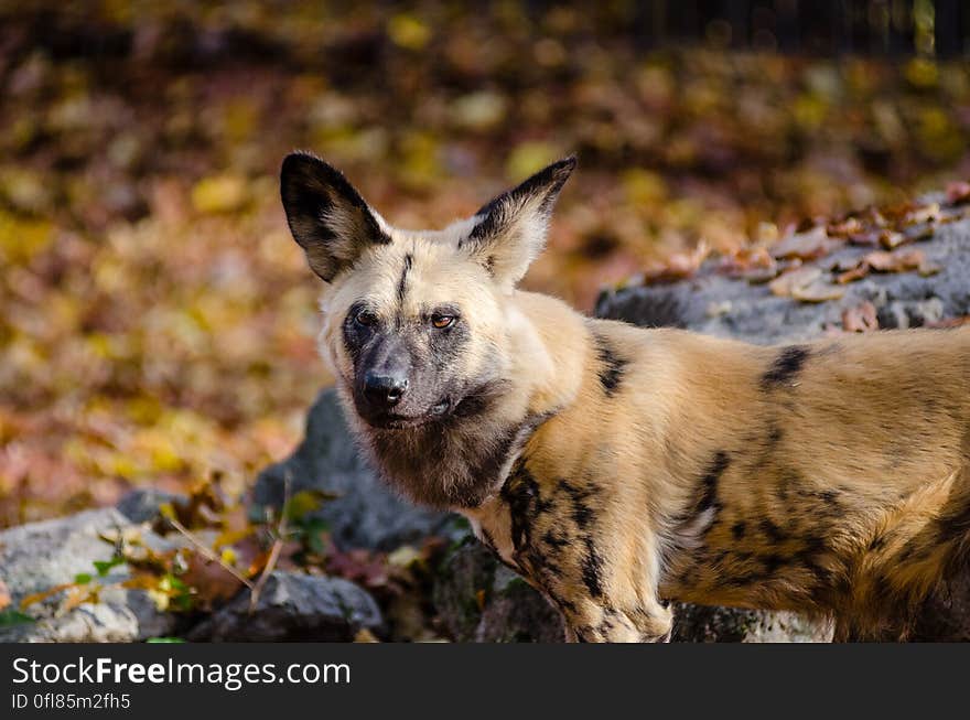 African wild dog