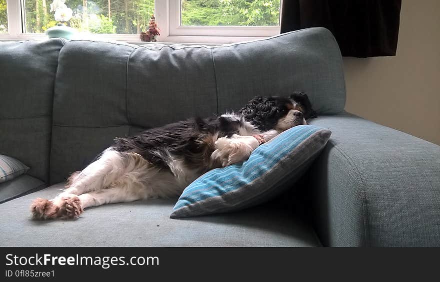 Zoë in a very deep sleep on the living room couch. Zoë in a very deep sleep on the living room couch