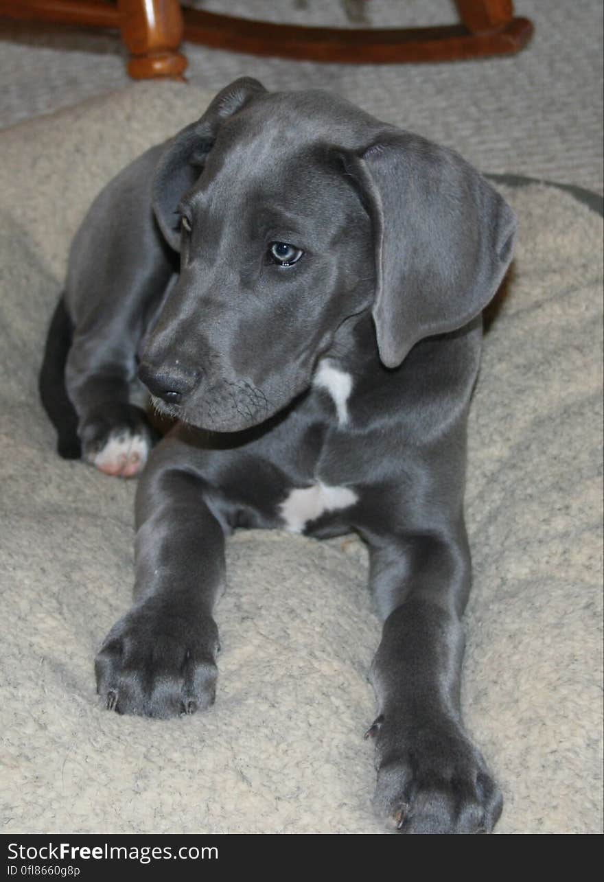 I will grow into these big paws and ears. ... I will grow into these big paws and ears.