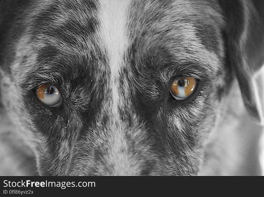 Felix shows his characteristic Catahoula dual colored eyes; known as &quot;cracked&quot; colors www.abneycatahoulas.com/issue_eyes.php. Felix shows his characteristic Catahoula dual colored eyes; known as &quot;cracked&quot; colors www.abneycatahoulas.com/issue_eyes.php