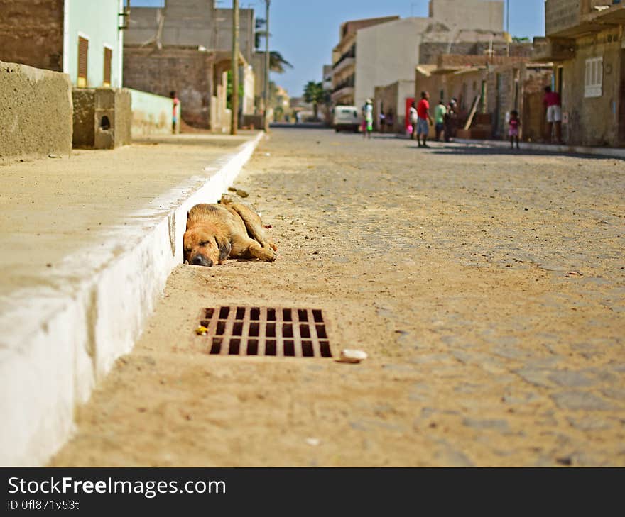 Cape verde street dog