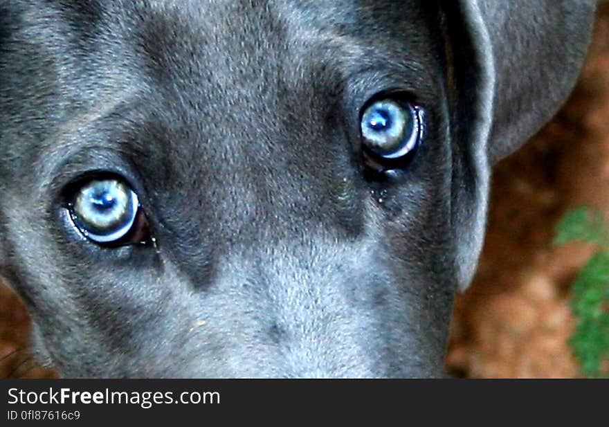 Not all that ehnanced- this dog has glowing blue eyes. Not all that ehnanced- this dog has glowing blue eyes