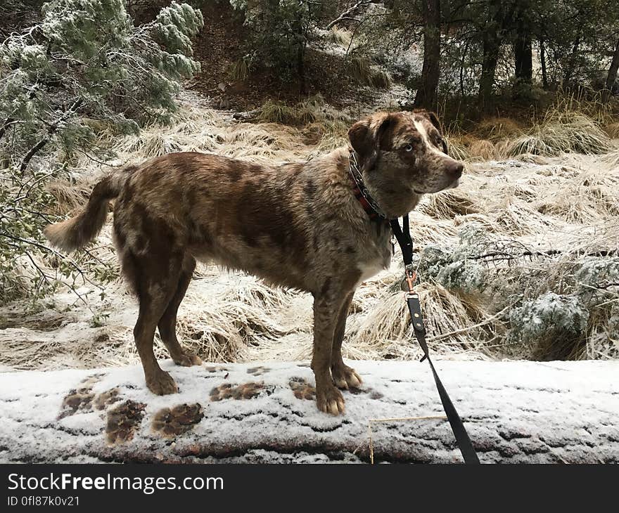 Dog and Snow on a Log