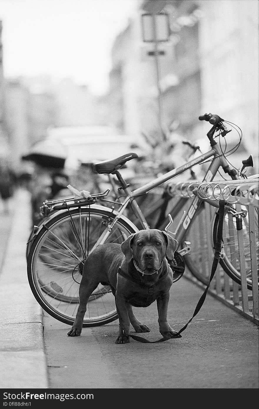 Canon EOS 3 Canon EF 135mm f2 Ilford FP4 ISO 125 developed with Ilford LC29 &#x28;1+19, 8min @ 20Â°C&#x29;. Canon EOS 3 Canon EF 135mm f2 Ilford FP4 ISO 125 developed with Ilford LC29 &#x28;1+19, 8min @ 20Â°C&#x29;