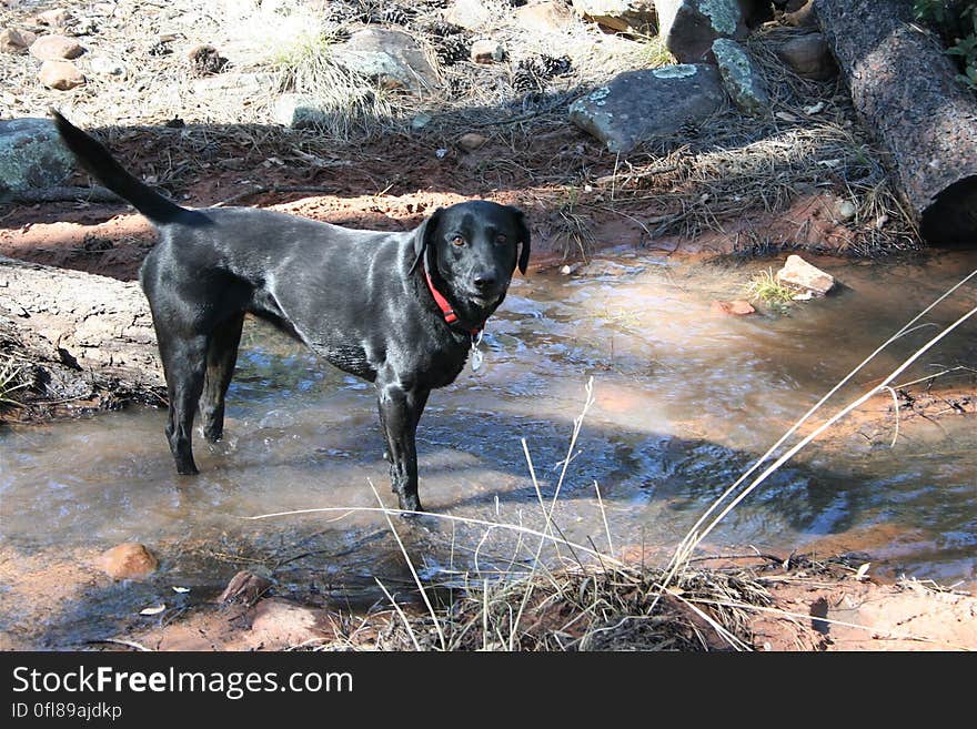 Nothing A Labrador Likes Better Than Finding Water