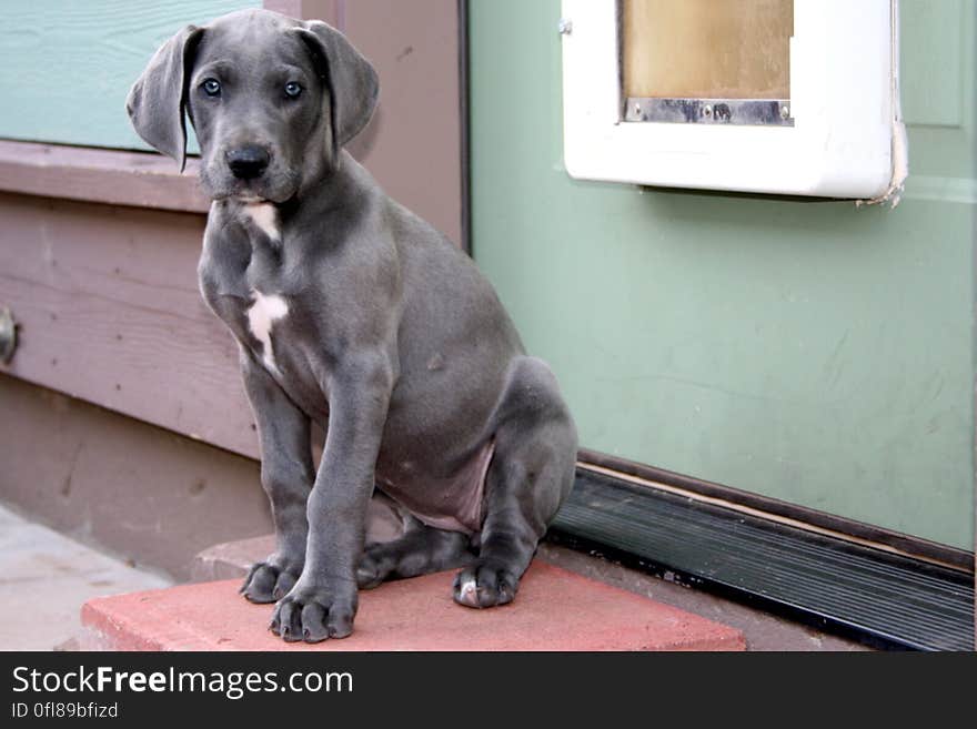 Great Dane puppy. Great Dane puppy