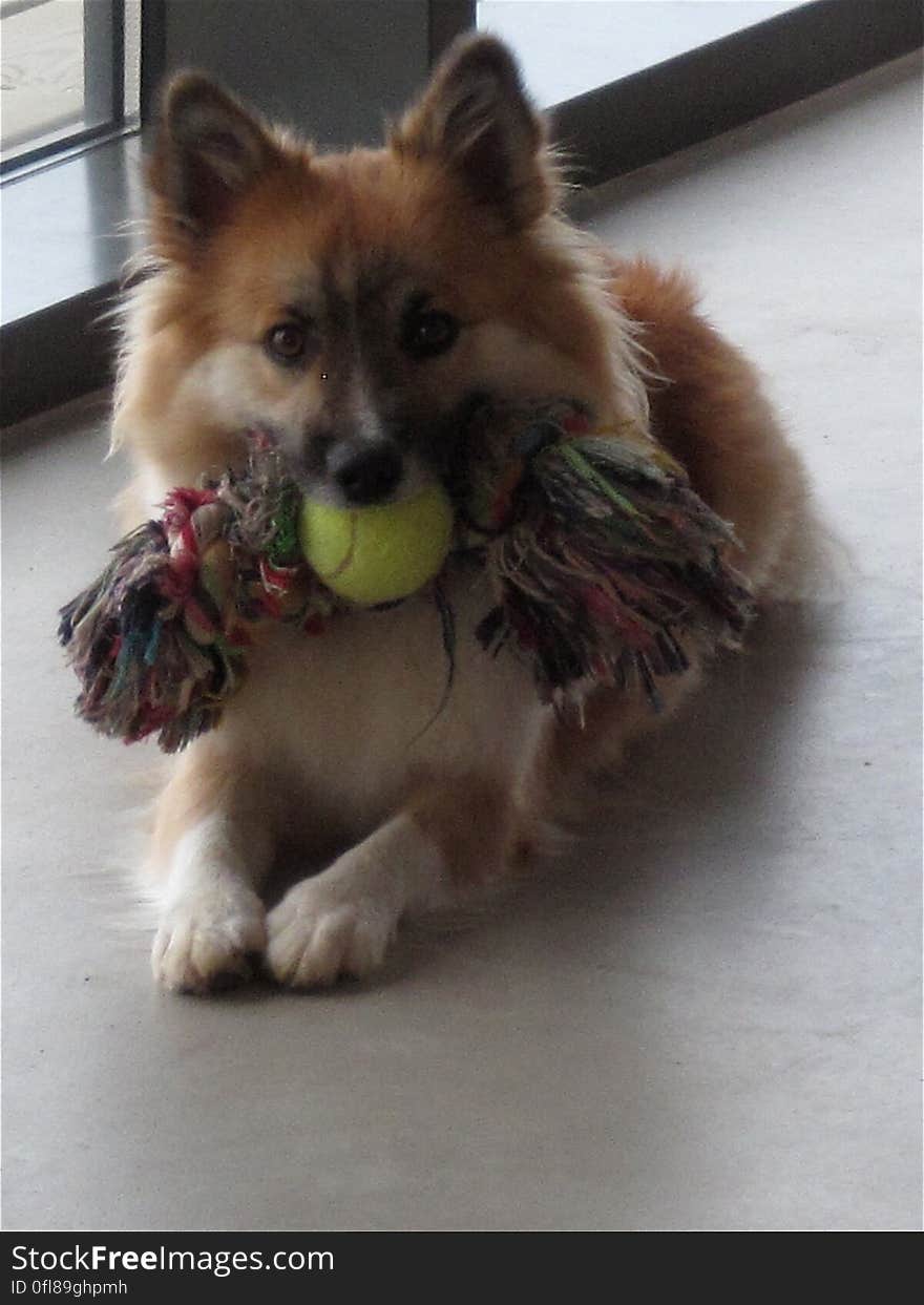 Skinna managing to play with both the chew rope and the tennis ball. Me? I have no toys except this laptop. Skinna managing to play with both the chew rope and the tennis ball. Me? I have no toys except this laptop.