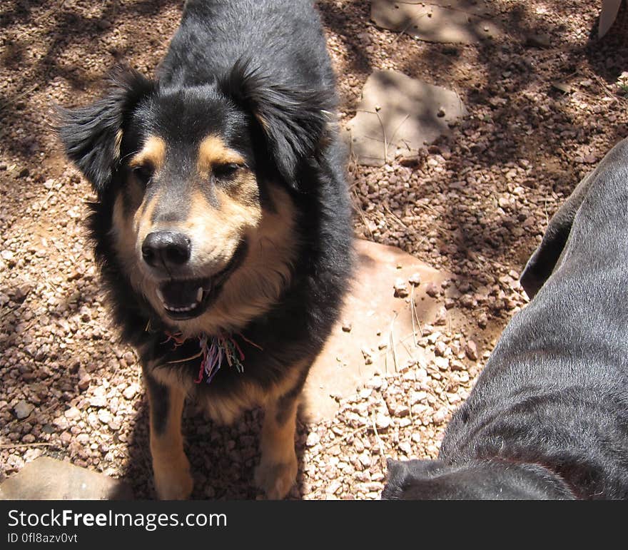 One of the 3 dogs I am watching this week, Sufi has the colorful background. She was a rescue dog, found on the White Mountain Apache Reservation. Most like she has Australian Shepherd and something else.