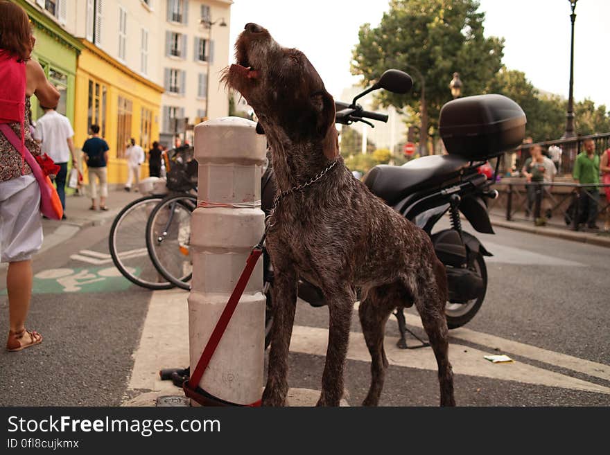 un chien inquiet, son maitre n&#x27;est plus la