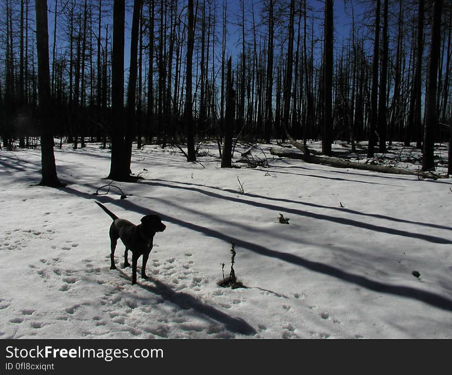 Cadu finds the mixture of snow meting to mud the ideal place to play. Cadu finds the mixture of snow meting to mud the ideal place to play