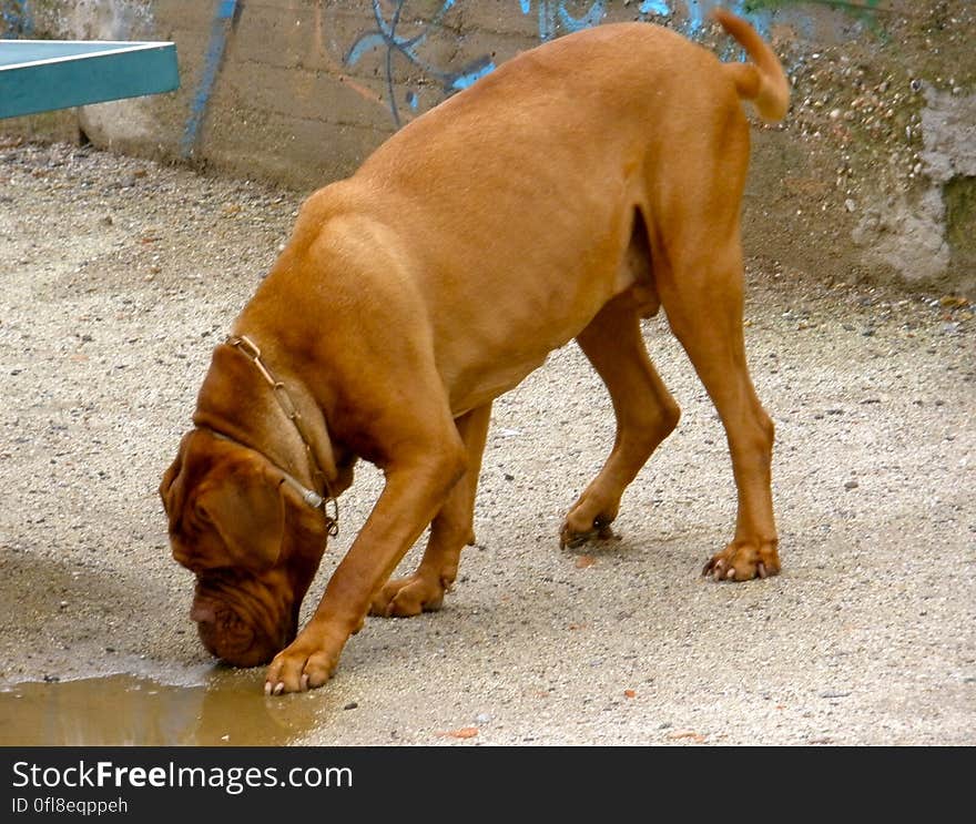 Hugo drinking from a puddle. Hugo drinking from a puddle.