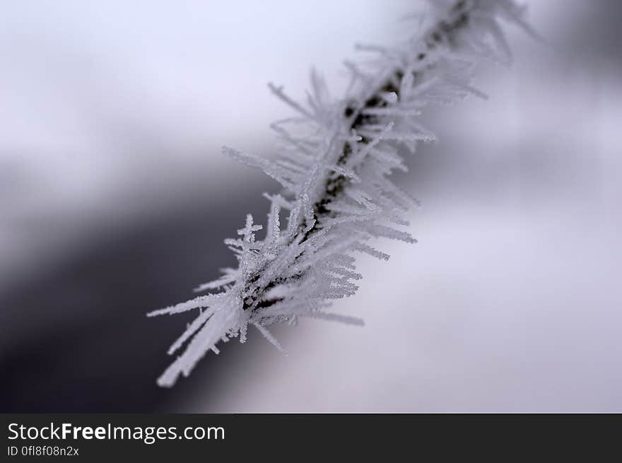 Close up of frost crystals on branch outdoors on winter day. Close up of frost crystals on branch outdoors on winter day.