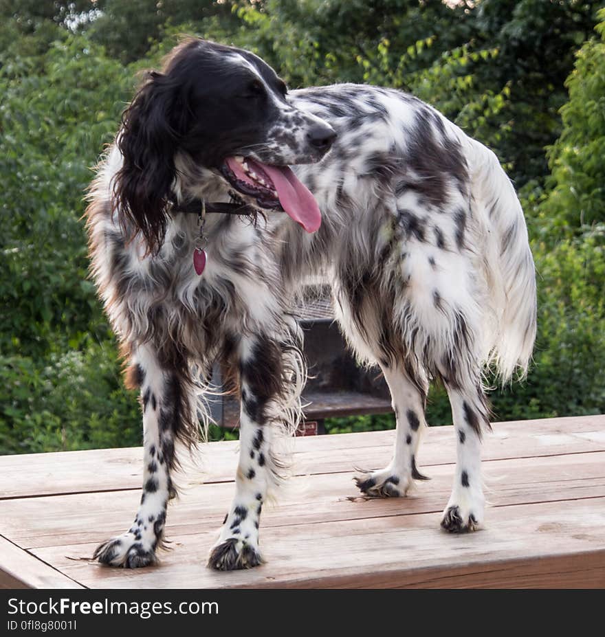 This beautiful dog belongs to one of the great volunteers at Brasstown Bald. This beautiful dog belongs to one of the great volunteers at Brasstown Bald.