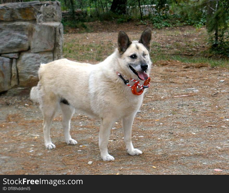 She has an eye missing, the owners told me she already had that when they adopted her. She is the typical dream dog that follows you everywhere without a leash, comes running when you call her, is super friendly and plays like a kid. She has an eye missing, the owners told me she already had that when they adopted her. She is the typical dream dog that follows you everywhere without a leash, comes running when you call her, is super friendly and plays like a kid.