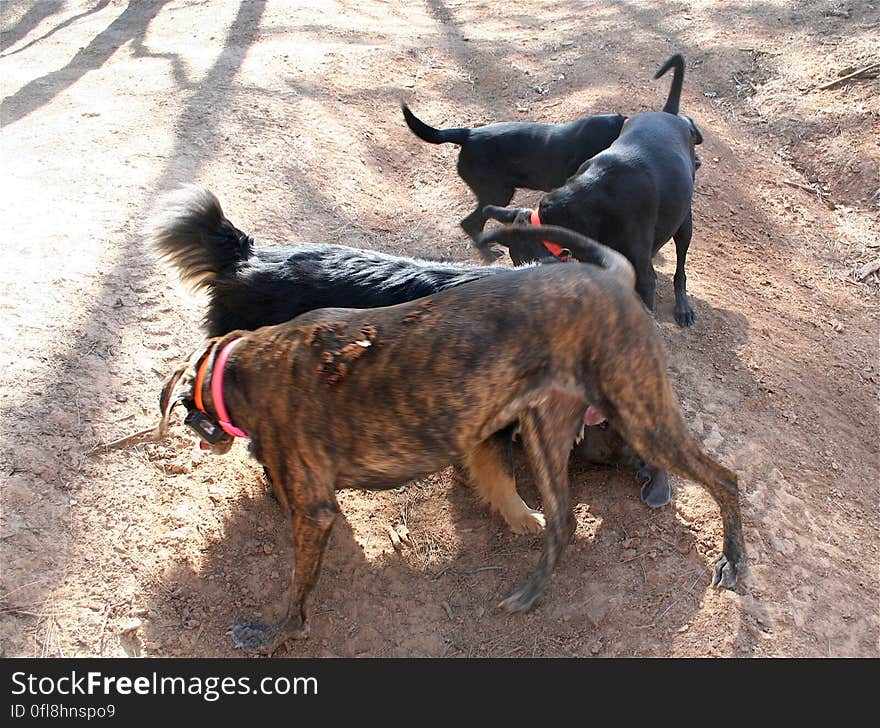 Five Dogs + 1 Walk. One dog found some mountain lion scat to roll in and shared it with the four others. Five Dogs + 1 Walk. One dog found some mountain lion scat to roll in and shared it with the four others.