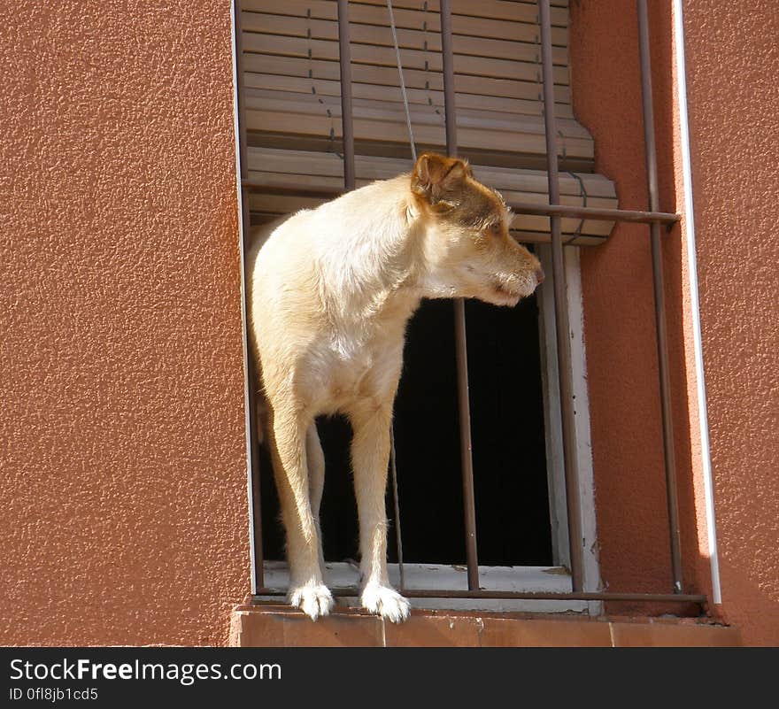 This is Zefyr, his owner owns a small dog hair salon, and lives right next door to his shop. Zefyr spends all day at the window of his home, looking at the cars and waiting for someone to pet him or give him a treat. He is one entertained doggy!. This is Zefyr, his owner owns a small dog hair salon, and lives right next door to his shop. Zefyr spends all day at the window of his home, looking at the cars and waiting for someone to pet him or give him a treat. He is one entertained doggy!