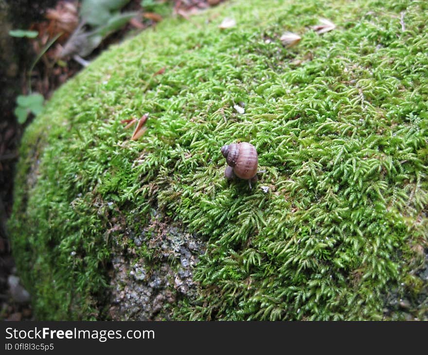 Snail on a green moss covered stone. Snail on a green moss covered stone.