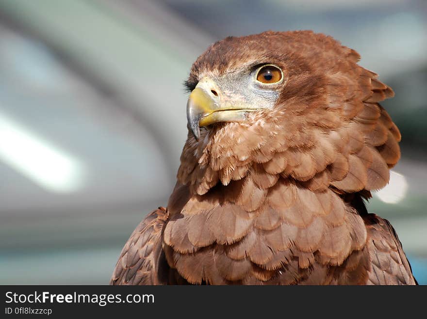 Wooden Brown Eagle Figure