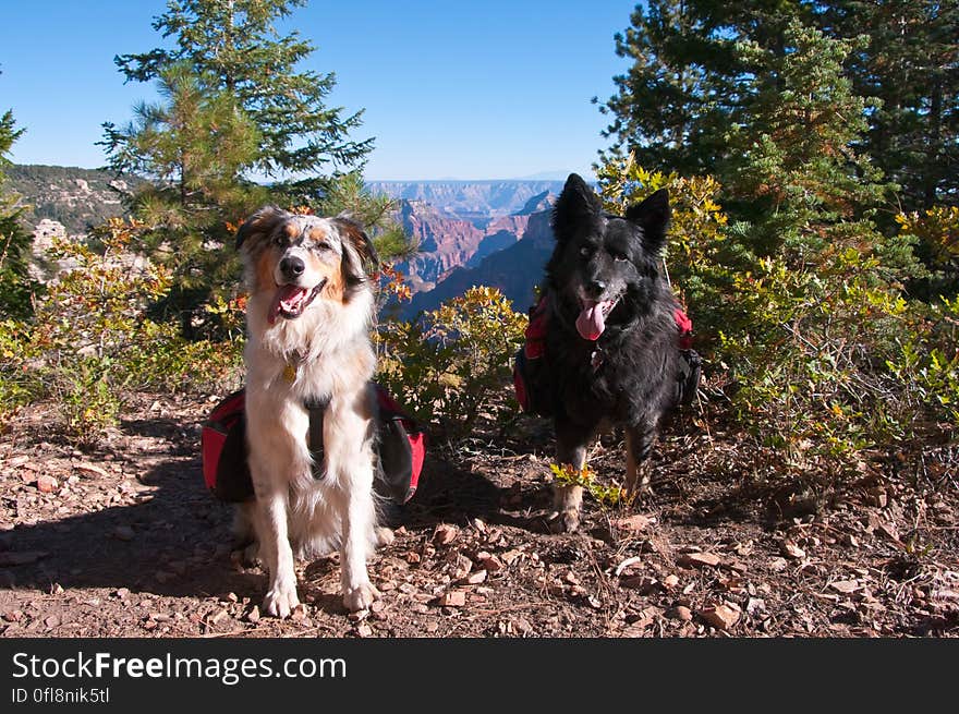 Tasha and Dax on Widforss Trail &#x28;NPS&#x29;. Tasha and Dax on Widforss Trail &#x28;NPS&#x29;