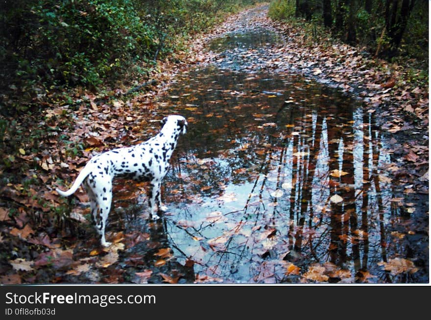 we drove farther and walked in the autumn leaves. we drove farther and walked in the autumn leaves.