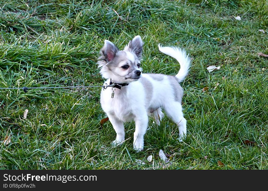 This silly chihuahua pup belongs to our biology and animal care teacher at school. He&#x27;s at school running around in the building all day every day and we always take him out to play during breaks. This silly chihuahua pup belongs to our biology and animal care teacher at school. He&#x27;s at school running around in the building all day every day and we always take him out to play during breaks.