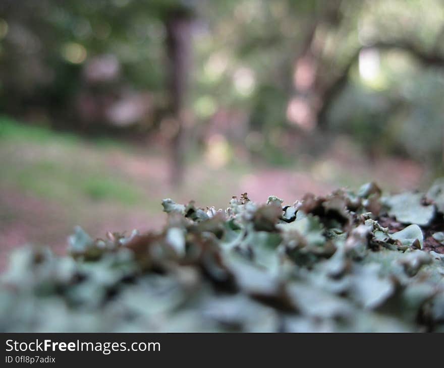 Textured green leafy surface with trees in background. Textured green leafy surface with trees in background.