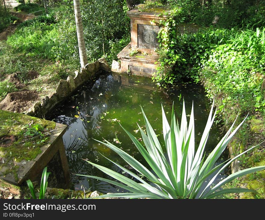 A pool in a green garden with moss on the edges. A pool in a green garden with moss on the edges.