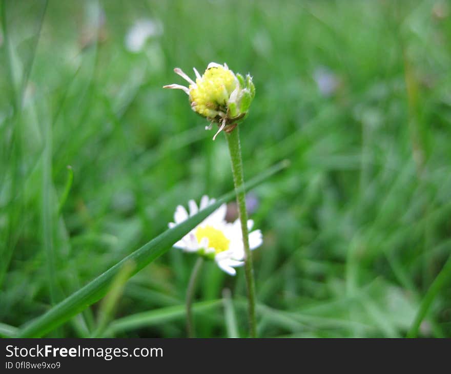 A close up of a daisy flower on green grass.